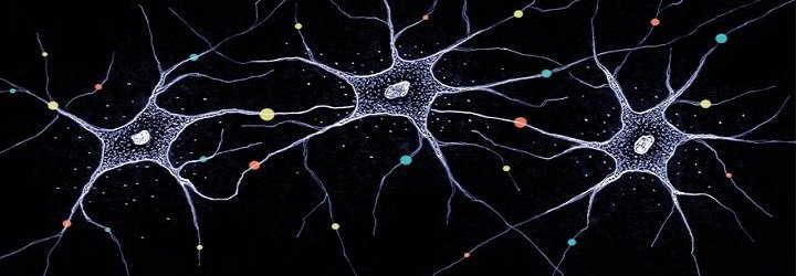 Neurons